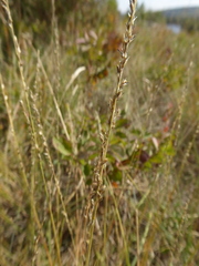 Muhlenbergia cuspidata