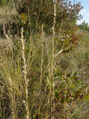 Muhlenbergia cuspidata