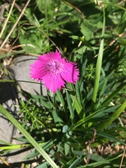 Dianthus seguieri