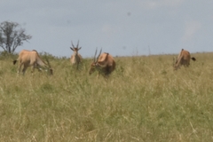 Tragelaphus oryx pattersonianus