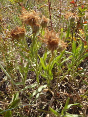 Erigeron caespitosus