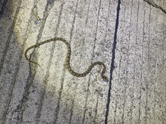 Protobothrops cornutus