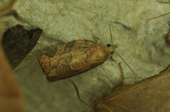 Pandemis canadana