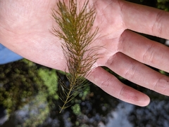 Ceratophyllum