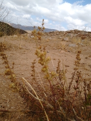 Trichostema lanatum