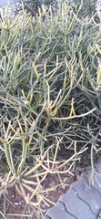Euphorbia tirucalli