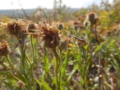 Erigeron caespitosus