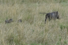Phacochoerus africanus massaicus