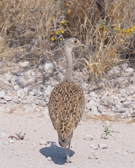 Eupodotis ruficrista