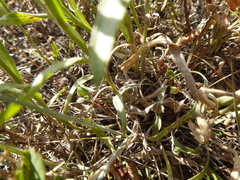 Erigeron caespitosus