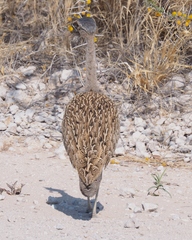 Eupodotis ruficrista