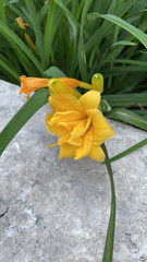 Hemerocallis