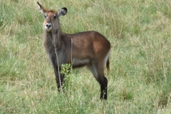 Kobus ellipsiprymnus defassa