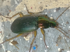 Chlaenius aestivus