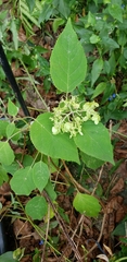 Hydrangea arborescens