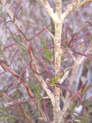 Trichostema lanatum