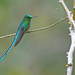 Long-tailed Sylph - Photo (c) Christoph Moning, some rights reserved (CC BY), uploaded by Christoph Moning
