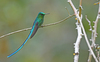 Long-tailed Sylph - Photo (c) Christoph Moning, some rights reserved (CC BY), uploaded by Christoph Moning