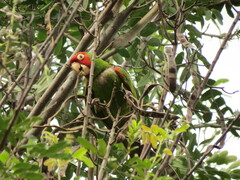 Psittacara erythrogenys