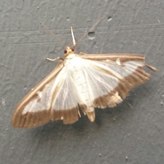 Cydalima