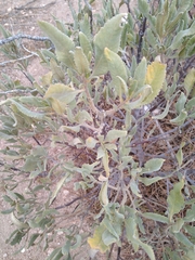 Eriodictyon crassifolium