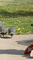 Numida meleagris domesticus