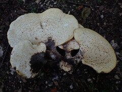 Cerioporus squamosus