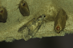 Pococera expandens