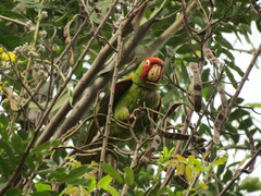 Psittacara erythrogenys