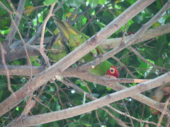 Psittacara erythrogenys