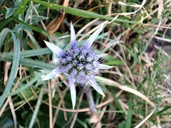 Eryngium bourgatii