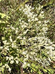 Eupatorium pubescens