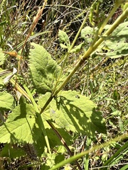 Eupatorium pubescens