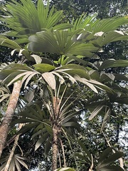 Cryosophila stauracantha