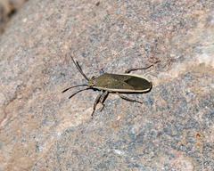 Catorhintha selector
