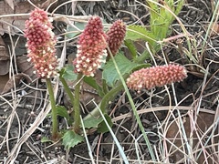 Acalypha villicaulis