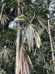 Cryosophila stauracantha