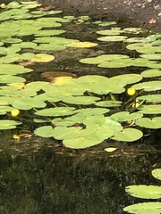 Nuphar