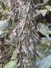 Cryosophila stauracantha