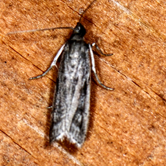 Phycitodes reliquellum