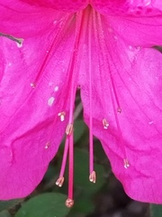 Rhododendron simsii