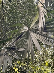 Cryosophila stauracantha