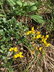 Genista germanica