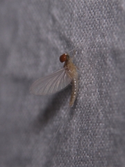 Ephemeroptera