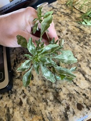 Amaranthus polygonoides