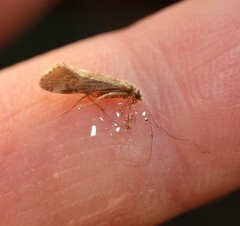 Trichoptera