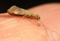 Trichoptera