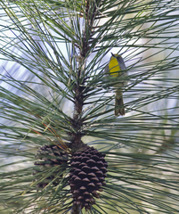 Setophaga pityophila