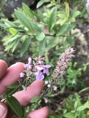 Stachys pilosa
