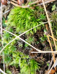 Dicranum polysetum